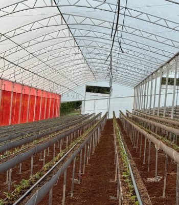 Bancadas simples para cultivo metálicas