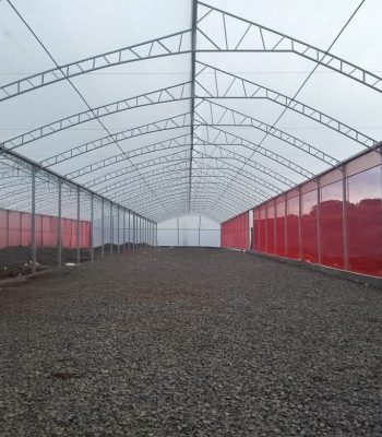 Estufas metálicas treliçadas com Lanternim