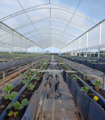 Bancadas duplas para cultivo metálicas